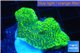 Montipora green & purple blue polyps 2-4 cm WYSIWYG acclimaté