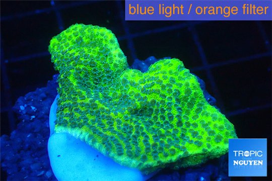 Montipora green & purple blue polyps 2-4 cm WYSIWYG acclimaté