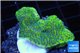 Montipora green & purple blue polyps 2-4 cm WYSIWYG acclimaté