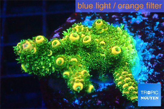 Acropora gold Indonesia 3-4 cm WYSIWYG acclimaté