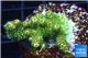 Acropora gold Indonesia 3-4 cm WYSIWYG acclimaté