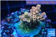Acropora pink sunrise 3-4 cm WYSIWYG acclimaté