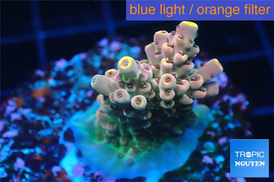 Acropora pink sunrise 3-4 cm WYSIWYG acclimaté