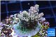Acropora pink sunrise 3-4 cm WYSIWYG acclimaté