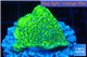 Montipora green & purple blue polyps 2-4 cm WYSIWYG acclimaté