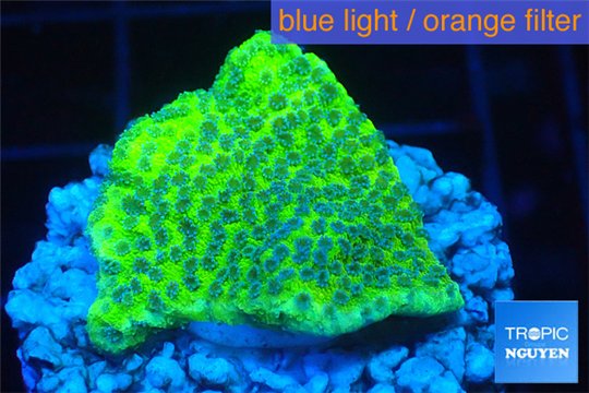 Montipora green & purple blue polyps 2-4 cm WYSIWYG acclimaté