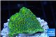 Montipora green & purple blue polyps 2-4 cm WYSIWYG acclimaté