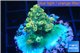 Acropora green gold 2-3 cm WYSIWYG acclimaté
