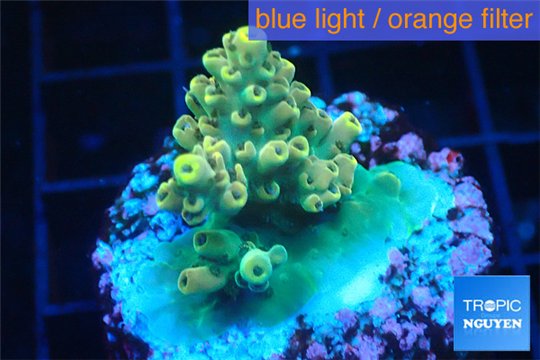 Acropora green gold 2-3 cm WYSIWYG acclimaté