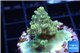 Acropora green gold 2-3 cm WYSIWYG acclimaté