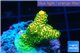 Acropora gold Indonesia 2-3 cm WYSIWYG acclimaté