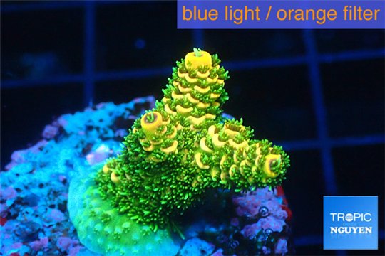 Acropora gold Indonesia 2-3 cm WYSIWYG acclimaté