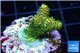 Acropora gold Indonesia 2-3 cm WYSIWYG acclimaté