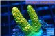 Acropora gold Indonesia 2-4 cm WYSIWYG acclimaté