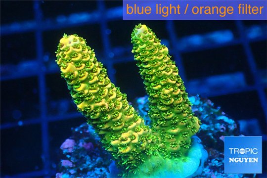 Acropora gold Indonesia 2-4 cm WYSIWYG acclimaté