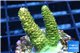 Acropora gold Indonesia 2-4 cm WYSIWYG acclimaté