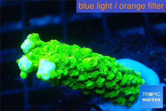 Acropora full neon green 2-3 cm WYSIWYG acclimaté