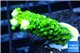 Acropora full neon green 2-3 cm WYSIWYG acclimaté