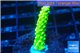 Acropora full neon green 2-3 cm WYSIWYG acclimaté
