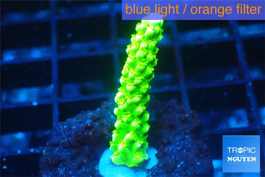 Acropora full neon green 2-3 cm WYSIWYG acclimaté