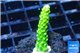 Acropora full neon green 2-3 cm WYSIWYG acclimaté