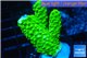 Acropora full neon green 2-4 cm WYSIWYG acclimaté