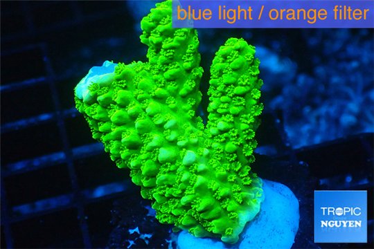 Acropora full neon green 2-4 cm WYSIWYG acclimaté