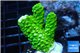 Acropora full neon green 2-4 cm WYSIWYG acclimaté