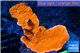 Montipora capricornis red 4-6 cm WYSIWYG acclimaté