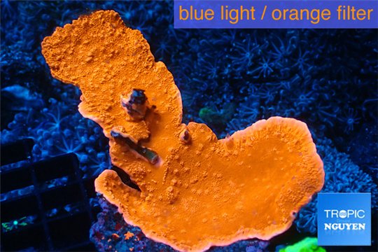 Montipora capricornis red 4-6 cm WYSIWYG acclimaté