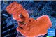 Montipora capricornis red 4-6 cm WYSIWYG acclimaté