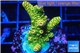 Acropora gold Indonesia 2-4 cm WYSIWYG acclimaté