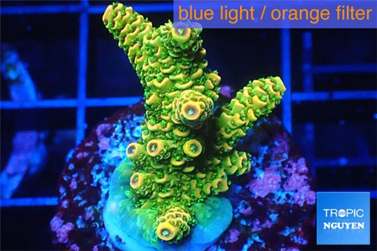 Acropora gold Indonesia 2-4 cm WYSIWYG acclimaté