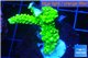 Acropora full neon green 2-4 cm WYSIWYG acclimaté