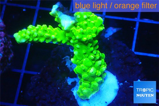Acropora full neon green 2-4 cm WYSIWYG acclimaté