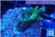 Acropora green purple 2-4 cm WYSIWYG acclimaté