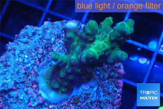 Acropora green purple 2-4 cm WYSIWYG acclimaté