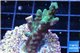 Acropora green purple 2-4 cm WYSIWYG acclimaté