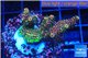 Acropora pink & green 3-4 cm WYSIWYG acclimaté