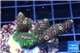 Acropora pink & green 3-4 cm WYSIWYG acclimaté