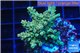 Acropora green purple 3-4 cm WYSIWYG acclimaté