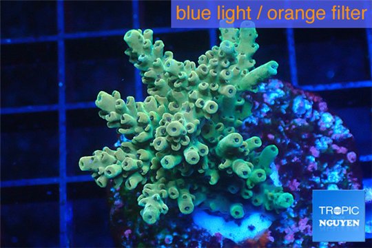 Acropora green purple 3-4 cm WYSIWYG acclimaté
