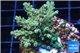 Acropora green purple 3-4 cm WYSIWYG acclimaté