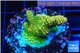 Acropora gold Indonesia 2-4 cm WYSIWYG acclimaté