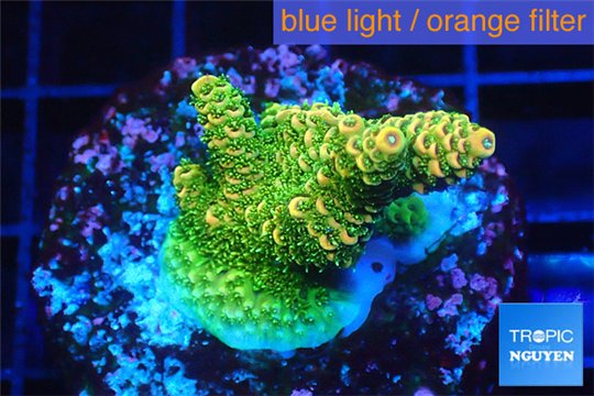 Acropora gold Indonesia 2-4 cm WYSIWYG acclimaté
