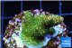 Acropora gold Indonesia 2-4 cm WYSIWYG acclimaté