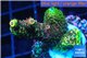 Acropora pink & green 3-4 cm WYSIWYG acclimaté
