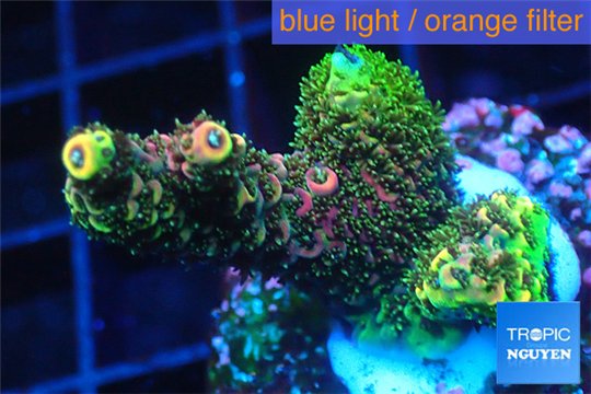 Acropora pink & green 3-4 cm WYSIWYG acclimaté