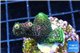 Acropora pink & green 3-4 cm WYSIWYG acclimaté