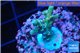 Acropora green & blue tip 1-3 cm WYSIWYG acclimaté